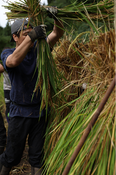 Rice harvest in Nagano