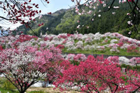 Sakura in full bloom in Achi village, Nagano, Japan