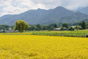 yellow fields of Azumino, Nagano, Japan