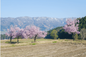 Sakura trees against a mountain backdrop in Iiyama, Nagano, Japan