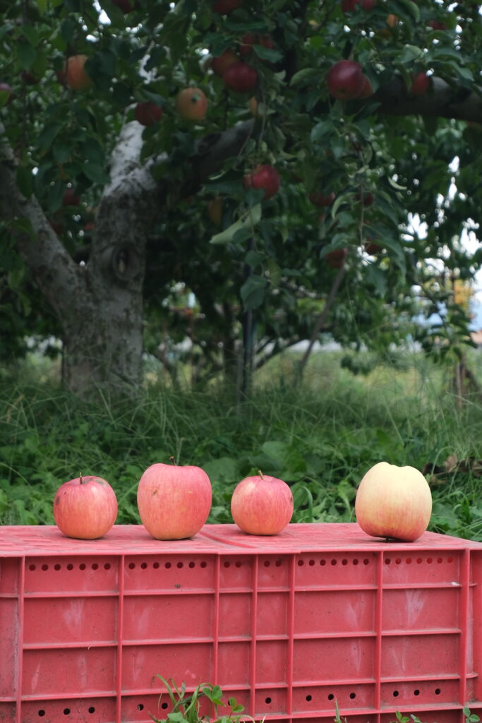Apple orchard and fruit picking farm in Nagano