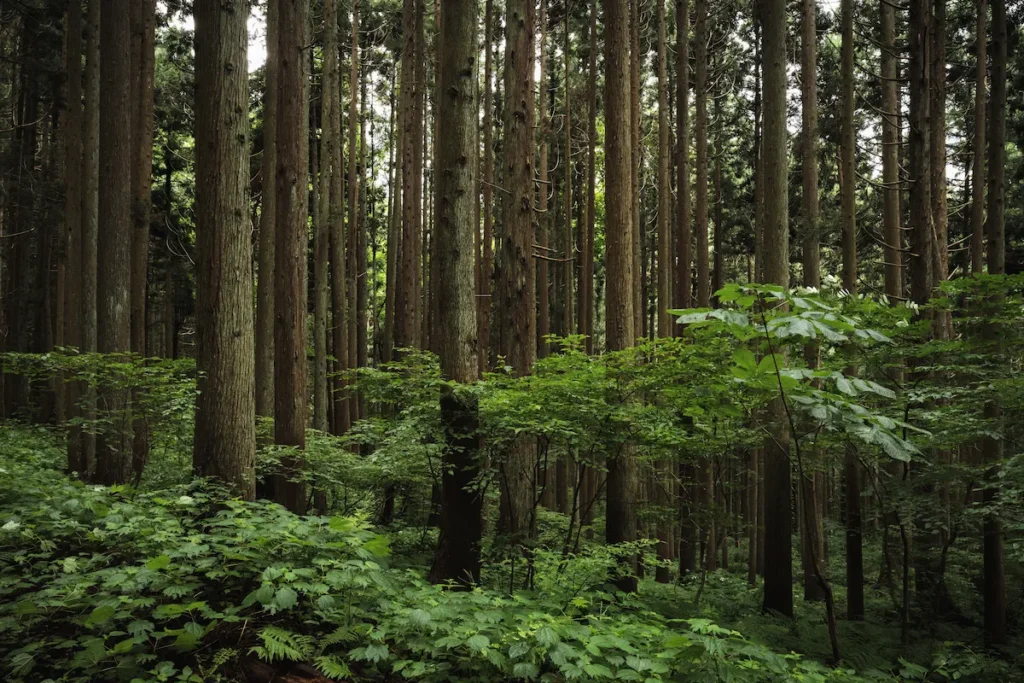 Forest bathing in Nagano
