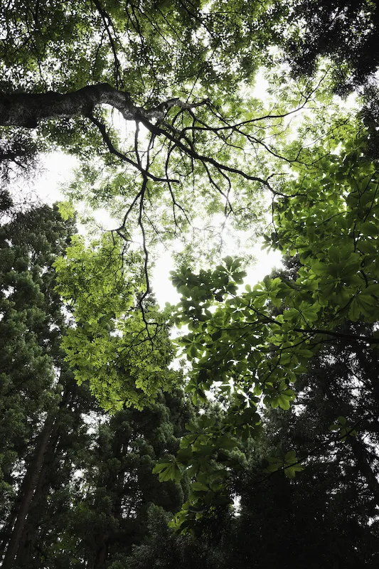 Forest bathing in Nagano