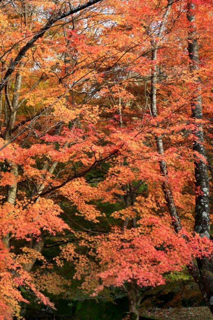 Momiji, Nagano prefecture